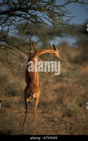 Gerenuk debout sur ses pattes arrière pour parcourir, Litocranius walleri, Samburu National Reserve, Kenya Banque D'Images