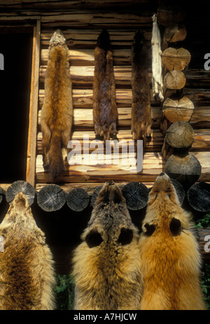 Des peaux de fourrures, peaux de fourrure, peaux d'animaux, les peaux animales, ancien village indien Chena, village Athabascan, périphérie de Fairbanks, Alaska, United States Banque D'Images