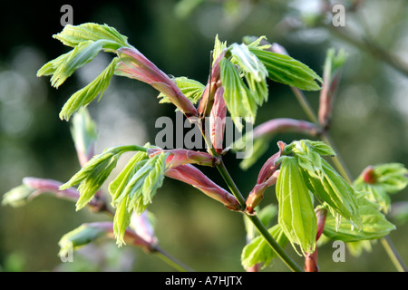 Les nouvelles pousses jaillissent sur Acer shirasawanum aureum AGA auparavant un japonicum aureum durant la fin d'avril Banque D'Images