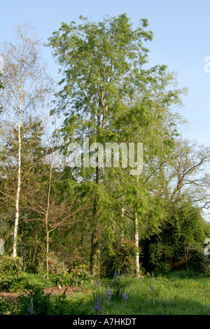 Nothofagus obliqua est un excellent arbre de jardin qui met en lumière l'ombre Banque D'Images