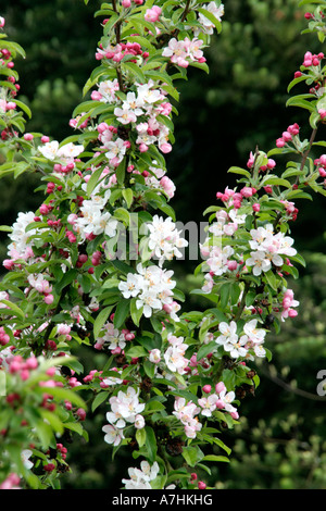 Malus Golden Hornet blossom fin avril Banque D'Images