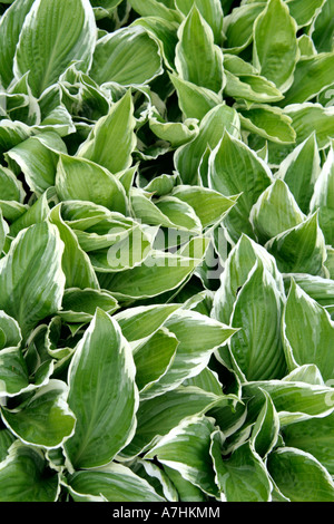 Hosta undulata aureomarginata Thomas Hogg Banque D'Images