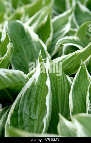 Hosta undulata aureomarginata Thomas Hogg Banque D'Images