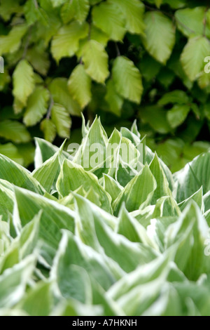 Hosta undulata aureomarginata Thomas Hogg Banque D'Images