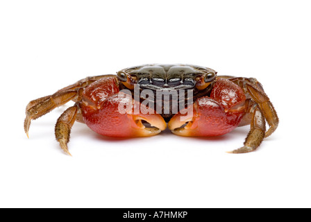 Crabe Rouge, Rouge griffé du crabe, crabe de mangrove Banque D'Images