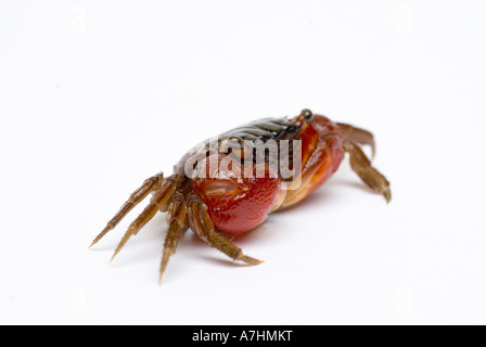 Crabe Rouge, Rouge griffé du crabe, crabe de mangrove Banque D'Images