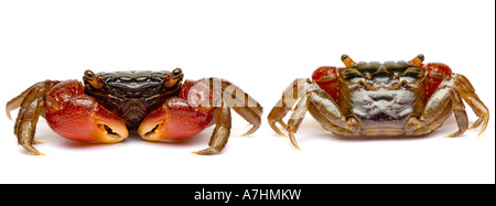 Crabe Rouge, Rouge griffé du crabe, crabe de mangrove Banque D'Images