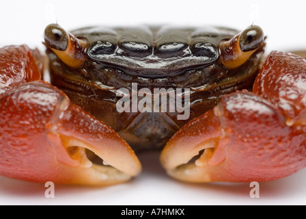 Crabe Rouge, Rouge griffé du crabe, crabe de mangrove Banque D'Images