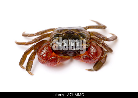 Crabe Rouge, Rouge griffé du crabe, crabe de mangrove Banque D'Images