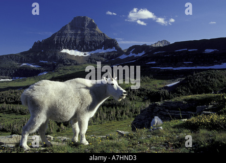 NA, USA, Montana, Glacier NP la chèvre de montagne (Oreamnos americanus) Banque D'Images