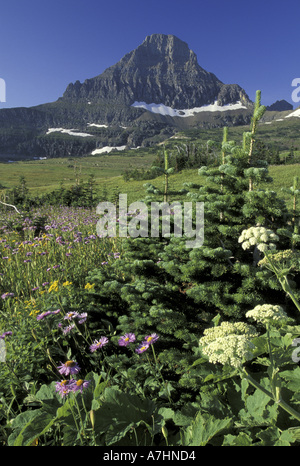 NA, USA, Montana, Glacier NP Mt. Reynolds Banque D'Images