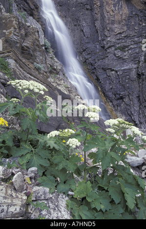 NA, USA, Montana, Glacier NP la berce laineuse et Apikuni Falls Banque D'Images