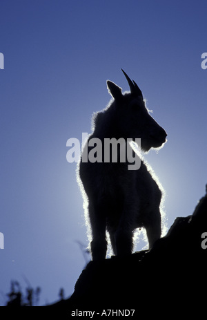 NA, USA, Montana, Glacier NP Silhouetté la chèvre de montagne (Oreamnos americanus) Banque D'Images