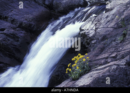 NA, USA, Montana, Glacier NP Soubassement Falls et fleurs Banque D'Images