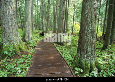 NA, USA, Montana, Glacier NP, dans l'ouest du sentier du parc de la section Banque D'Images