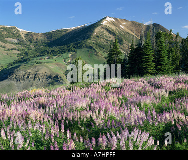 USA, Nevada, JARBIDGE WILDERNESS, épi lupin & sapins subalpins Marys River, Pic Humboldt National Forest Banque D'Images