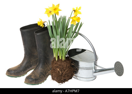 Les objets de jardin ; bottes en caoutchouc, jonquilles et arrosoir. Banque D'Images