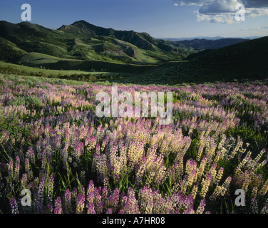 Jarbridge Désert et montagnes, Nevada, stimuler le lupin (Lupinus arbustus), Marys River Basin. Humboldt National Forest. Banque D'Images