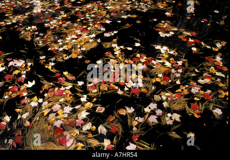 Nous, NH, l'érable rouge feuilles flottant dans le réservoir en parc d'état de Bear Brook, sentier de randonnée à vélo. Voile Meadow Brook. Banque D'Images