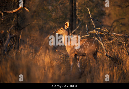 Nyala Tragelaphus angasi Hlane Royal National Park Swaziland Banque D'Images