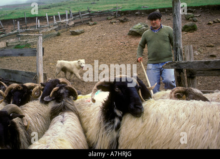 Pays Basque français l'Homme et chien de berger avec troupeau de moutons des Pyrénées dans le Pays Basque Français Esterencuby France Banque D'Images