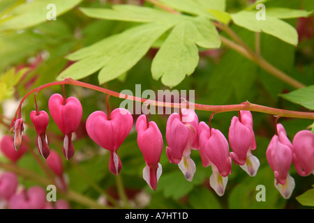 Coeurs sensibles dans les Cotswolds Banque D'Images