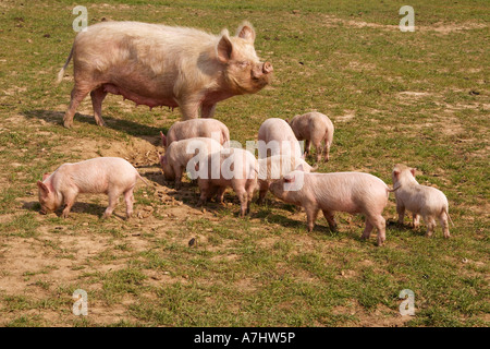 Blanc moyen semer avec porcelets dans les champs. Banque D'Images