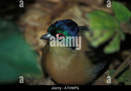 Touraco à huppe violet-Gallirex porphyreolopha Zimbabwe Banque D'Images