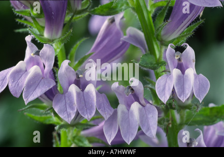 Lobelia siphilitica. Le cardinal bleu fleur. Banque D'Images