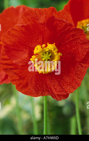 Papaver nudicaule Gartenzwerg série syn. Groupe Gnome de jardin. Le pavot à opium, l'islandais. Banque D'Images