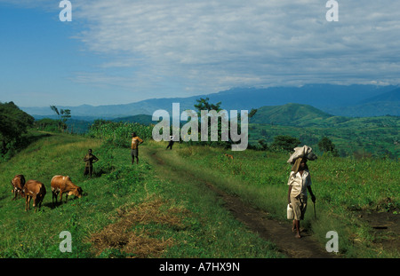 La végétation luxuriante au pied de la montagnes Ruwenzori, près de Fort Portal Ouganda Banque D'Images