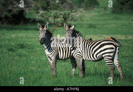 Le zèbre de Burchell Equus burchelli Parc national du lac Mburo Ouganda Banque D'Images