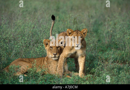 Les cub lion Panthera leo Murchison Falls National Park l'Ouganda Banque D'Images