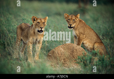 Les cub lion Panthera leo Murchison Falls National Park l'Ouganda Banque D'Images