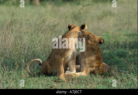 Des lionceaux jouer Panthera leo Murchison Falls National Park l'Ouganda Banque D'Images