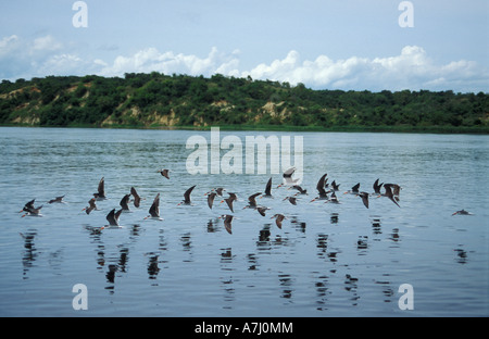 Récupérateurs d'Afrique Rynchops flavirostris survolant le Nil Murchison Falls National Park l'Ouganda Banque D'Images