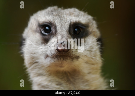 Mongoose Meerkat (famille Herpestidae suricate) Banque D'Images