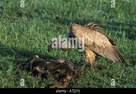 Vautour blanc africain Gyps africanus les charognards Parc national Queen Elizabeth en Ouganda Banque D'Images