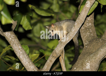 Possum brushtail commun - sur la branche / Trichosurus vulpecula Banque D'Images