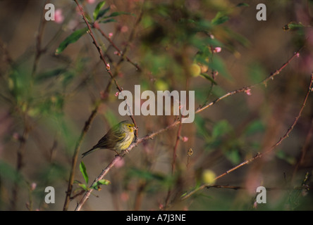 Serin des Canaries (Serinus canaria) reposant dans la végétation Banque D'Images