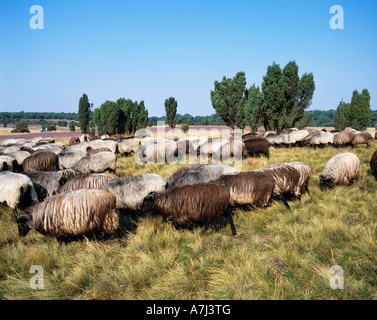 Dans Heidschnuckenherde bluehenden Wacholderbuesche, der Heidelandschaft, Naturschutzpark Lueneburger Heide, Allemagne Banque D'Images