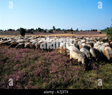 Dans Heidschnuckenherde bluehenden Wacholderbuesche, der Heidelandschaft, Naturschutzpark Lueneburger Heide, Allemagne Banque D'Images