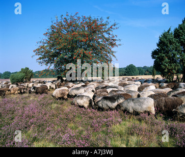 Dans Heidschnuckenherde bluehenden Wacholderbuesche, der Heidelandschaft und Vogelbeerbaum, Naturschutzpark Lueneburger Heide, Allemagne Banque D'Images