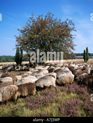 Dans Heidschnuckenherde bluehenden Wacholderbuesche, der Heidelandschaft und Vogelbeerbaum, Naturschutzpark Lueneburger Heide, Allemagne Banque D'Images