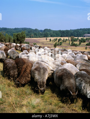 Dans Heidschnuckenherde bluehenden Wacholderbuesche, der Heidelandschaft, Naturschutzpark Lueneburger Heide, Allemagne Banque D'Images