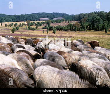 Dans Heidschnuckenherde bluehenden Wacholderbuesche, der Heidelandschaft, Naturschutzpark Lueneburger Heide, Allemagne Banque D'Images