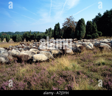 Dans Heidschnuckenherde bluehenden Wacholderbuesche, der Heidelandschaft, Naturschutzpark Lueneburger Heide, Allemagne Banque D'Images