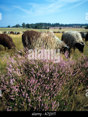 Dans Heidschnuckenherde bluehenden Heidelandschaft der im Naturschutzpark Lueneburger Heide, Allemagne Banque D'Images