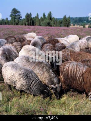 Dans Heidschnuckenherde bluehenden Wacholderbuesche, der Heidelandschaft, Naturschutzpark Lueneburger Heide, Allemagne Banque D'Images