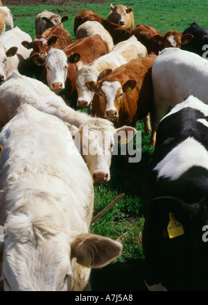 Dh Les bovins les animaux du troupeau de vaches d'élevage foules ensemble dans le groupe Banque D'Images